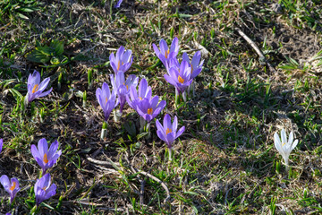 Nahansicht der weissen und lilanen Krokusse auf der Alm  in der Sonne
