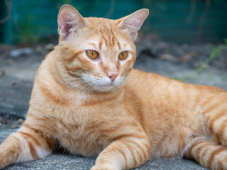 The cat on the cement floor