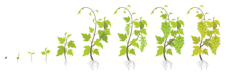 Fototapeta premium Planting growth stages of grapes plant. Vineyard planting increase phases. Vitis vinifera harvested. Ripening period infographics. The life cycle. Vector illustration.