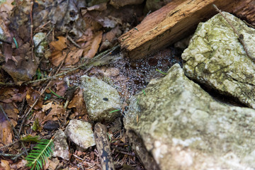 Morning dew on cobwebs on the ground in the forest. Seven Ladders Canyon, Canionul Sapte Scari, Piatra Mare Mountains, Brasov, Romania