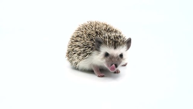 Hungry little hedgehog licks her lips while standindgon a professional studio white background