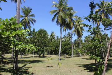 North island seychelles beach Indian Ocean palms