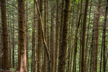Trees deep in the forest, a look at the trunks. Grass, moss and ferns. Seven Ladders Canyon, Canionul Sapte Scari, Piatra Mare Mountains, Brasov, Romanian