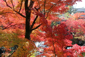 京都の紅葉