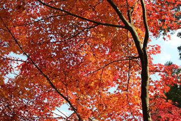 京都の紅葉