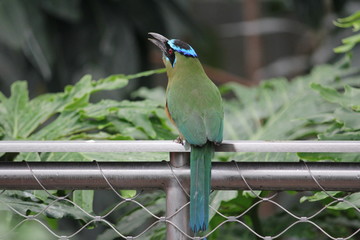 Bird on Fence