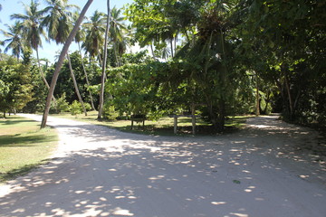 North island seychelles beach Indian Ocean palms