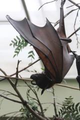 Bat