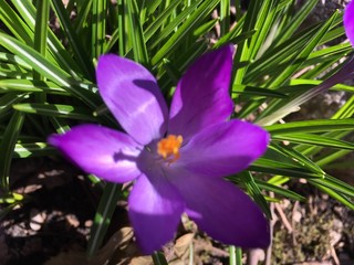 blue flower in garden