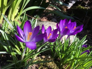 crocus in spring
