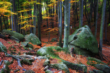 Mountain Forest Autumn Scenery
