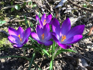 crocus in snow