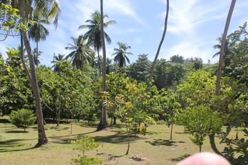 North island seychelles beach Indian Ocean palms