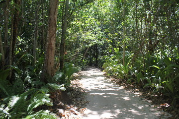 North island seychelles beach Indian Ocean palms