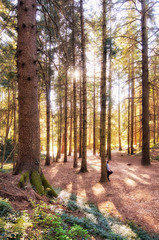 Fototapeta premium Find me in the forest