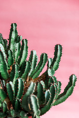 Green cactus on pink background natural light