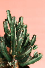 Green cactus on orange background natural light