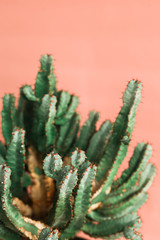 Green cactus on orange background natural light