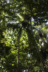 seychelles private island beach palm tree indian ocean