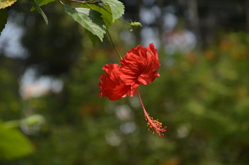 red hibiscus flower