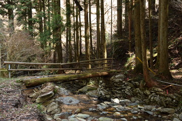 森の中の小川に架かる丸太橋