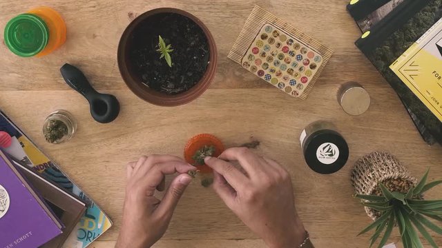 Grinding Cannabis Buds and rolling a Medical Marijuana Joint