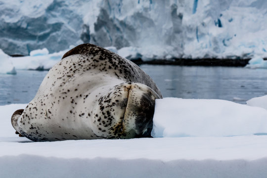 Seeleopard/Leopard seal