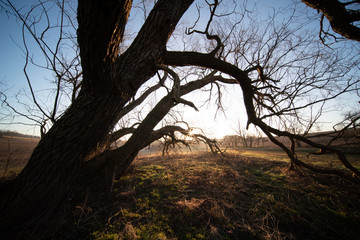 Tree trunk and early morning sunrise in spring