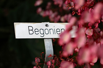 Begonien Pflanze mit passendem Schild in deutsch. Text Begonien.