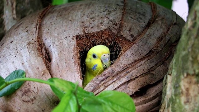 Parakeet peeks out of her nest in the coconut. The parrot looks out of the hole in the coconut.
