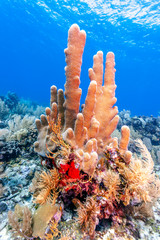 Naklejka na ściany i meble Pillar coral ,Dendrogyra cylindrus,a hard coral,order Scleractinia
