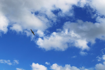 blue sky with white clouds