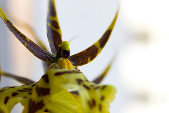 Macro of flower orchid, Brassia Rex