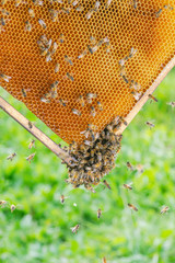 Hardworking bees on honeycomb in apiary 