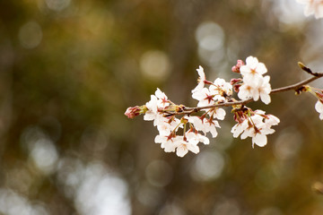 ソメイヨシノ・桜のアップ