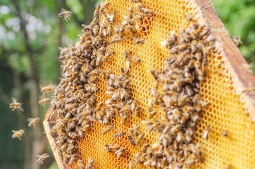 Hardworking bees on honeycomb in apiary 