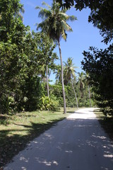 seychelles private island beach palm tree indian ocean
