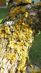 fungus on tree