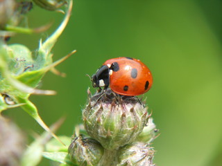  SAMSUNG DIGITAL CAMERA