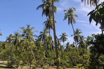 seychelles private island beach palm tree indian ocean
