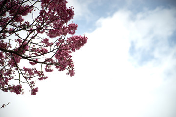 陽光・桜と青空３