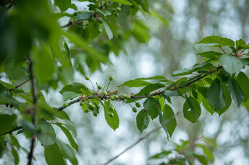 Obraz premium green plum on a branch with leaves
