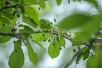 green plum on a branch with leaves