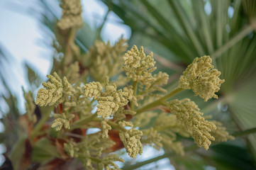 palm tree and palm flowers