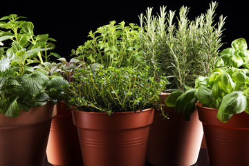 Homegrown and aromatic herbs in old clay pots on rustic background