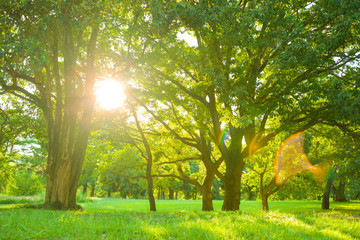 morning sunlight in the garden