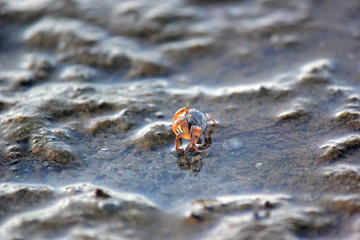 small ghost crab on the beach sand
