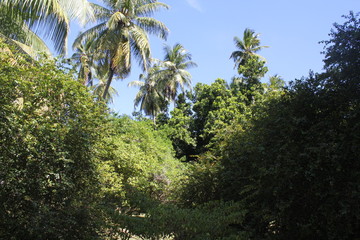 seychelles private island beach palm tree indian ocean