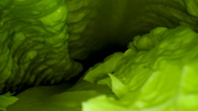 A unique perspective of traveling between the leaves into a head of romaine lettuce in macro