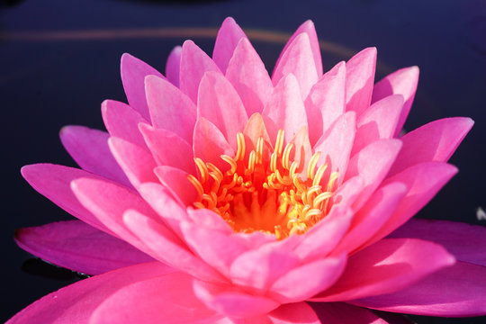 pink hardy waterlily flower with yellow pollen